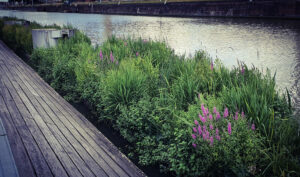 Installation d’ilots végétalisés dans le canal de Bruxelles